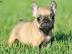 Unsere Reinrassige Franz�sische Bulldog