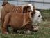 Pr?chtige franz?sische Bulldogge