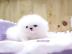 Jovial Teacup Pomeranian Pups Verf?gbar