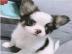 Chihuahua Welpen Chihuahua welpen Ahnen