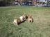 S��e  Englische Bulldoggen Welpen