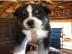 Siberian husky Welpen