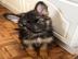 Qualit�tssch�ferhund Welpen zur freien A