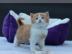 Wundersch�ner BKH Kater