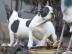 Franz�sische Bulldogge Welpen!!
