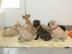 Franz�sische Bulldoggen Welpen mit Papie
