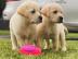 M?nnliche und weibliche Golden Retriever