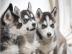 Drei Siberian Husky Welpen Sucht Zuhause