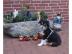 Miniatur Australian Shepherd