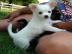 Chihuahuawelpen