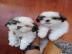 Ahnentafel Geschenk Mini Shih Tzu Welpen