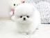 Wundersch�ne Pomeranian / Zwergspitzwel
