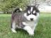 Reinrassige Siberian Husky Welpen 12 Woc
