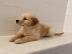 Golden Retriever Welpen