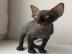 Baby kitten mit papieren