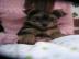 Yorkie Welpen  f�r neue Wohnungen