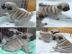 wir haben Mops Welpen