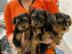 Mini Yorkshire Terrier welpen
