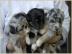 Australian Shepherd Welpen mit ASCA Papi