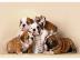 Exklusive Englische Bulldogge Welpen