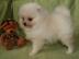 Zwergspitz / Pomeranian welpen mit papie