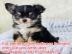 s��e MINI chihuahua welpen mit Papieren