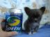 3 mini chihuahua welpen
