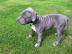 gesunde pitbull welpen zur verf�gung