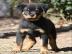Top-Rottweilerwelpen!!!