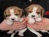 Wunderschone reinrassige Beagle welpen