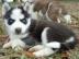 Reinrassige Siberian Husky Welpen mit Pa