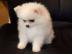 Wundersch�ne Mini Pomeranian Zwergspitz
