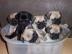 Mops Welpen in beige und schwarz