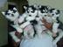 S��e reinrassige Siberian Husky Welpen w