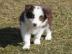 Border Collie Welpen - Schwarz mit wei�e