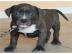 Pitbull Blueline welpen 12 Woche alt Rei