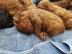 s??e Kuschelpudelwelpen