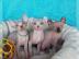 4S??e Sphynx Kittens