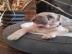 Pr?chtige franz?sische Bulldogge