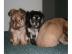 Chihuahua Welpen Langhaar R�den wurf 19. 