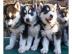 Siberian Husky Welpen Sibirische Huskywe