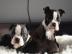 Boston Terrier Welpen reinrassig