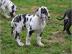 Deutsche Doggenwelpen ohne Papiere in bl