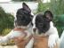 Franz�sische Bulldoggen Welpen
