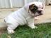 Englische Bulldoggenwelpen suchen Zuhau