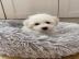 Bichon Frise