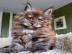 Gut erzogene Maine-Coon-K�tzchen abzugeb