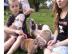 Reinrassige Englische Bulldogge Welpen