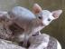 Sphynx K�tzchen zum Verkauf