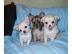 3 Chihuahuawelpen in liebevolle H�nde ab